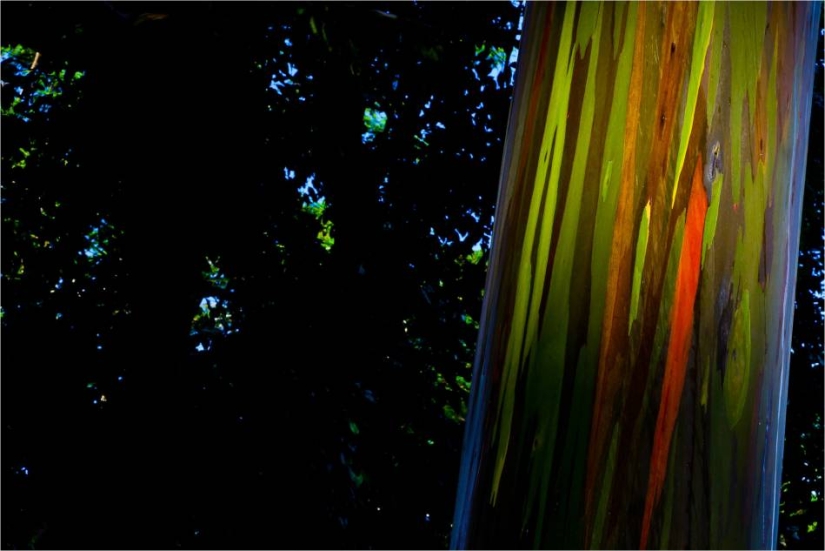 Rainbow Eucalyptus