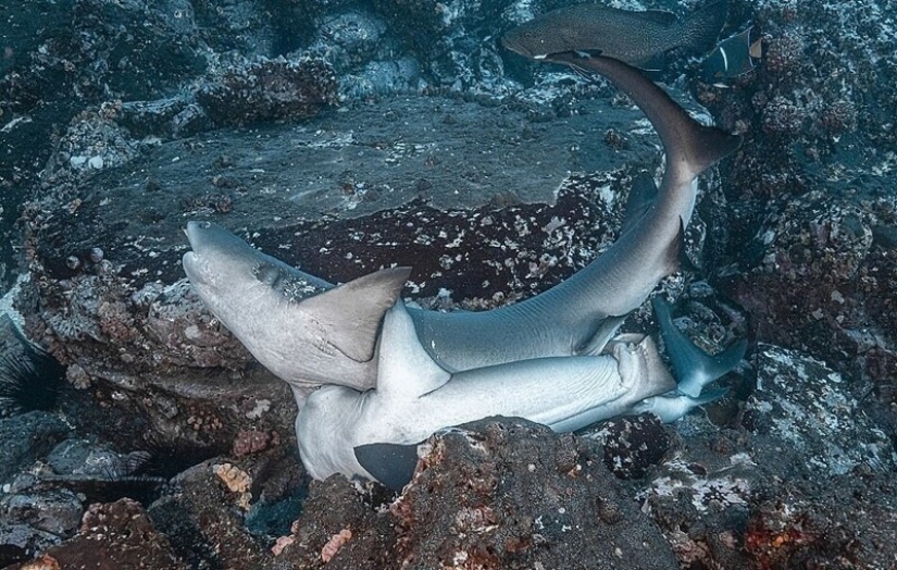 Rare photos of sharks having sex