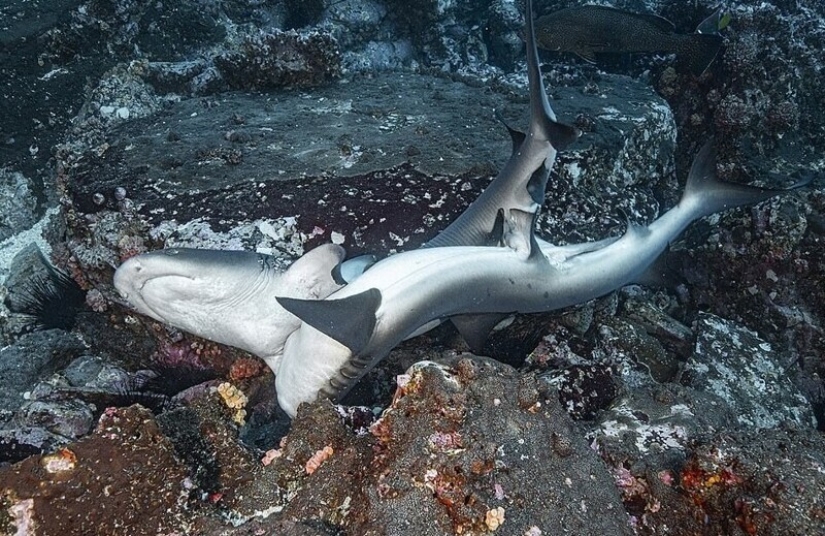 Rare photos of sharks having sex