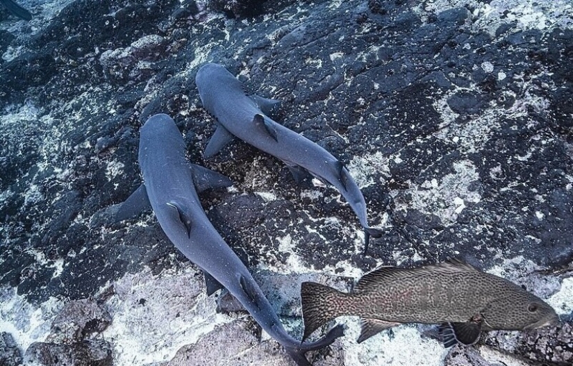 Rare photos of sharks having sex