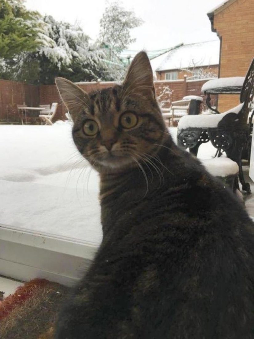 Reacción de los gatos a la primera nieve: 25 fotos que te animarán