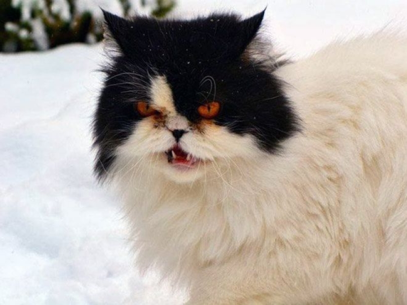 Reacción de los gatos a la primera nieve: 25 fotos que te animarán