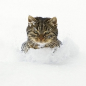 Reacción de los gatos a la primera nieve: 25 fotos que te animarán