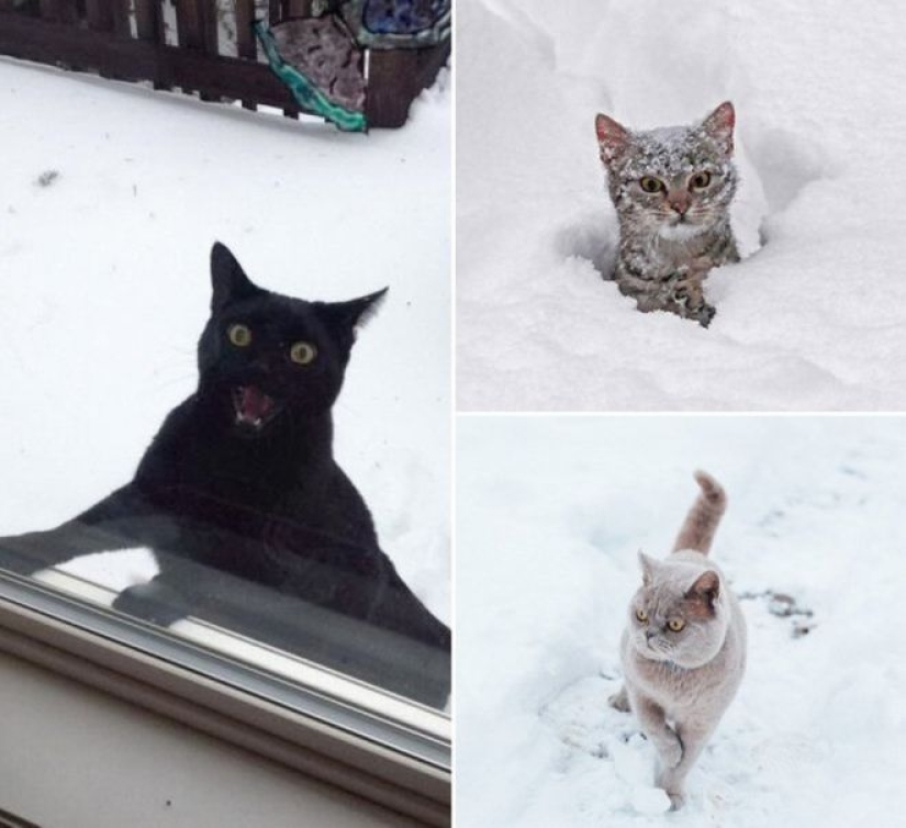 Reacción de los gatos a la primera nieve: 25 fotos que te animarán