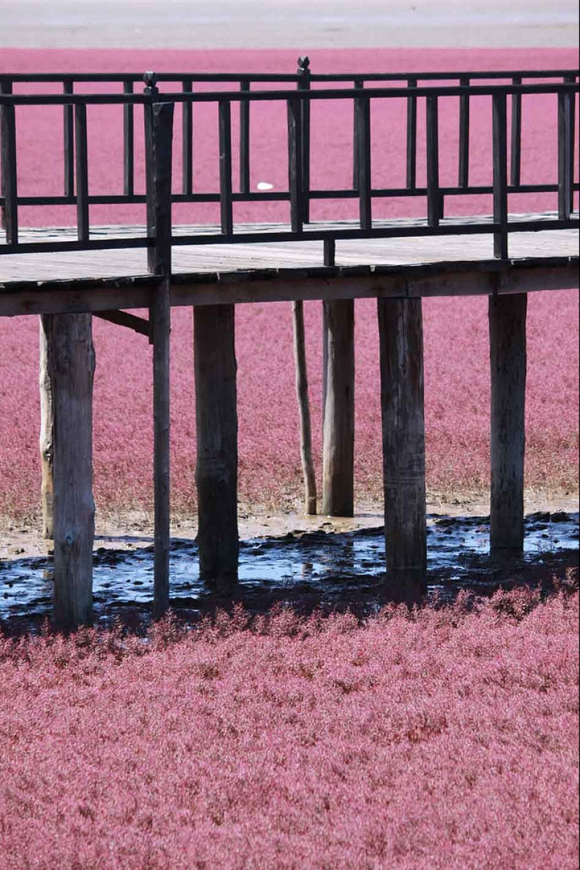 Red Beach in China