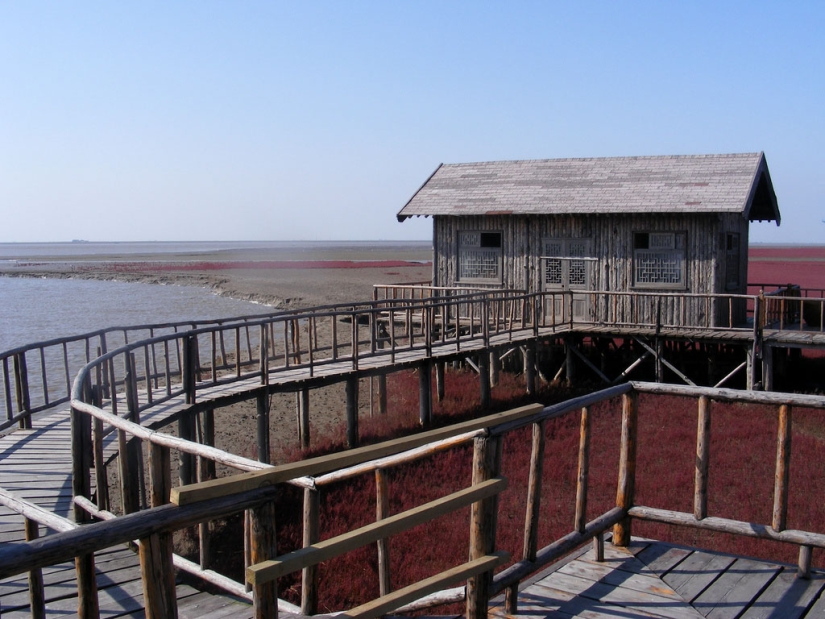 Red Beach in China