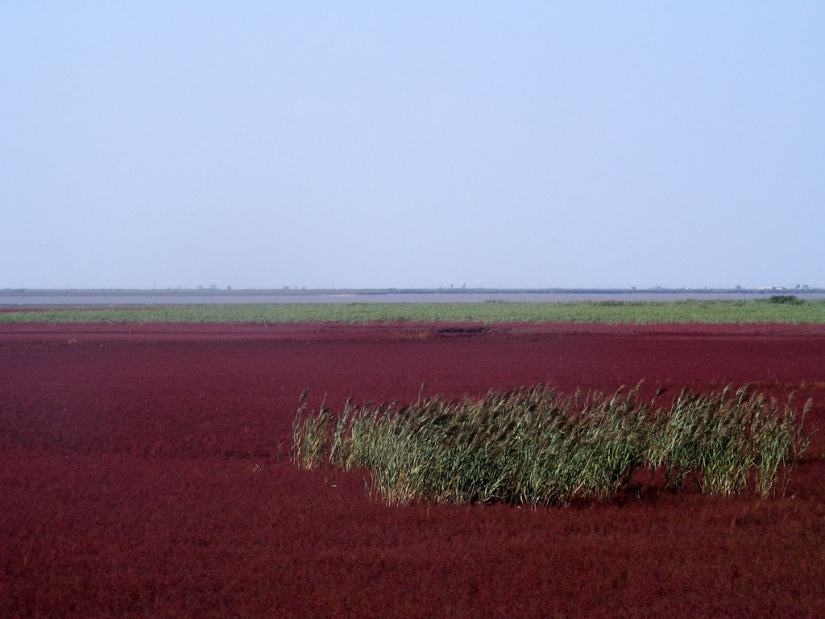 Red Beach in China