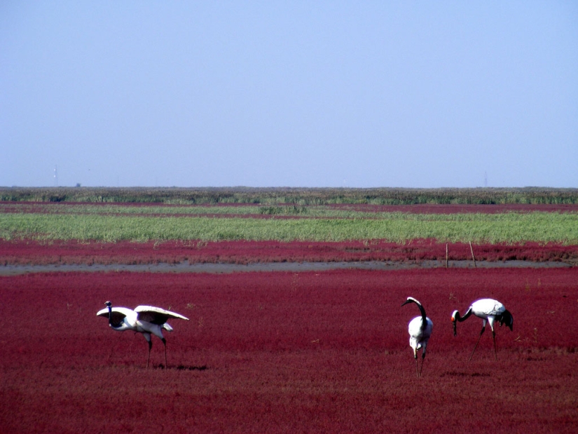 Red Beach in China