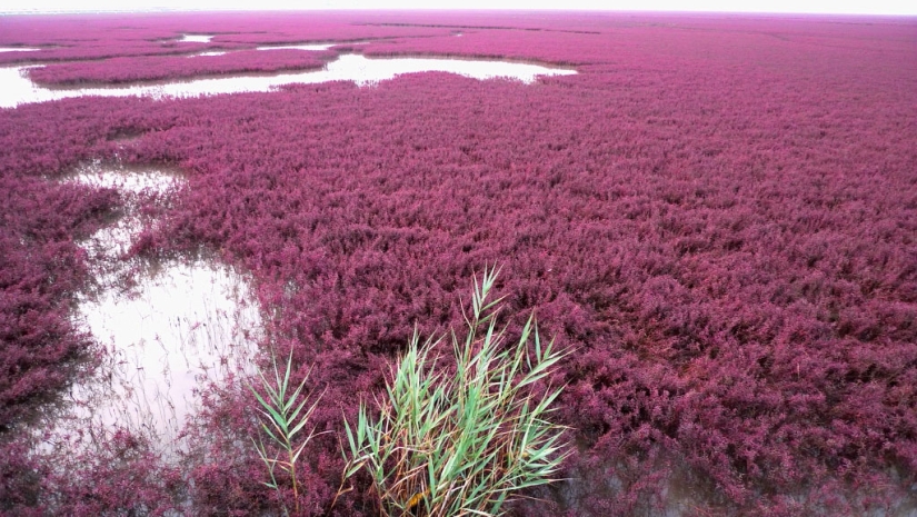 Red Beach in China