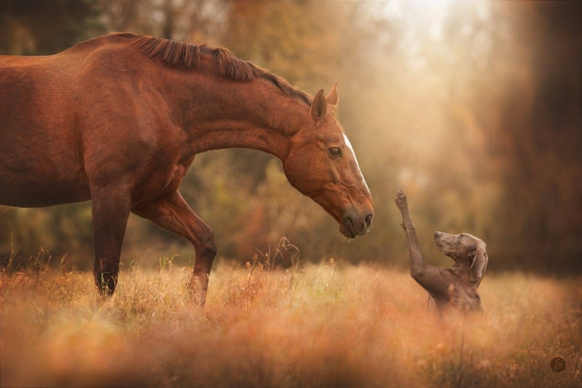 Regla de los tercios: 21 fotos con excelente composición