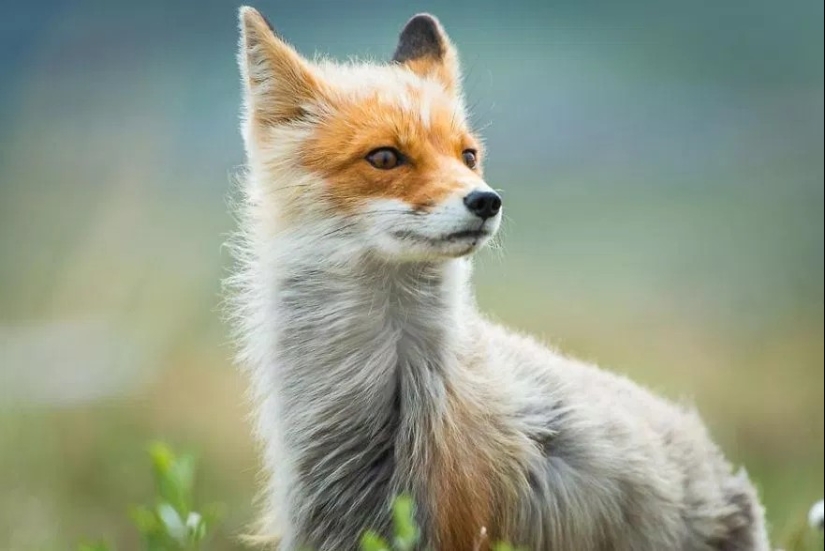 Retratos insuperables de zorros salvajes de un ingeniero de minas de Chukotka