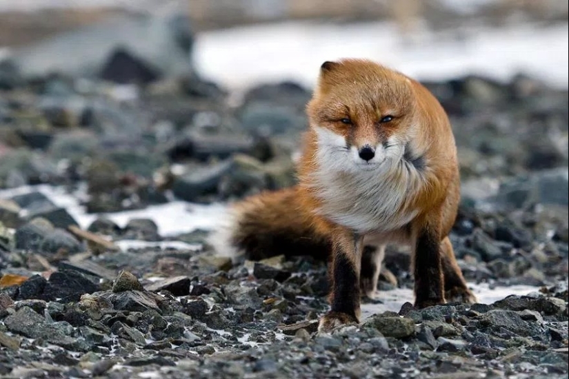 Retratos insuperables de zorros salvajes de un ingeniero de minas de Chukotka