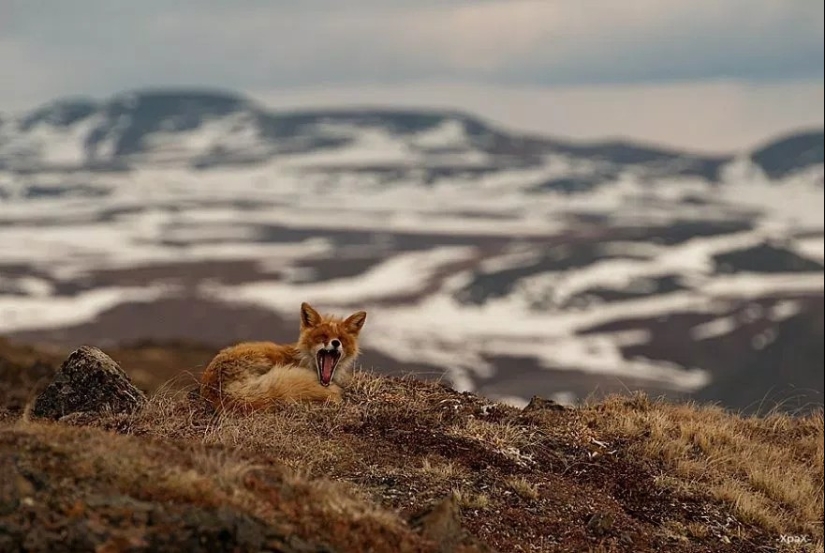 Retratos insuperables de zorros salvajes de un ingeniero de minas de Chukotka