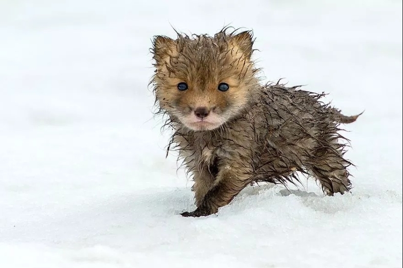 Retratos insuperables de zorros salvajes de un ingeniero de minas de Chukotka