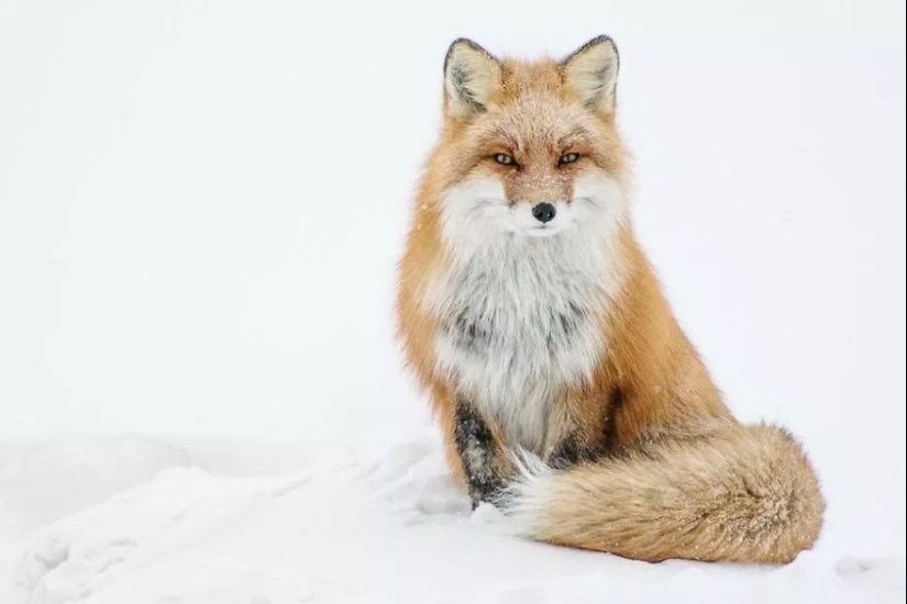 Retratos insuperables de zorros salvajes de un ingeniero de minas de Chukotka