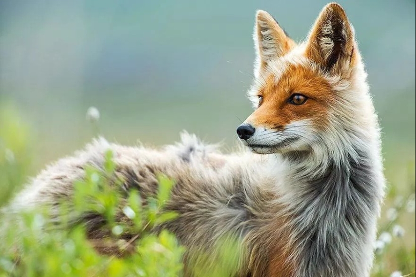 Retratos insuperables de zorros salvajes de un ingeniero de minas de Chukotka