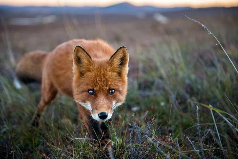 Retratos insuperables de zorros salvajes de un ingeniero de minas de Chukotka