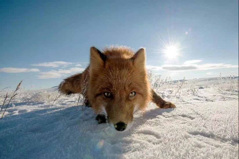 Retratos insuperables de zorros salvajes de un ingeniero de minas de Chukotka