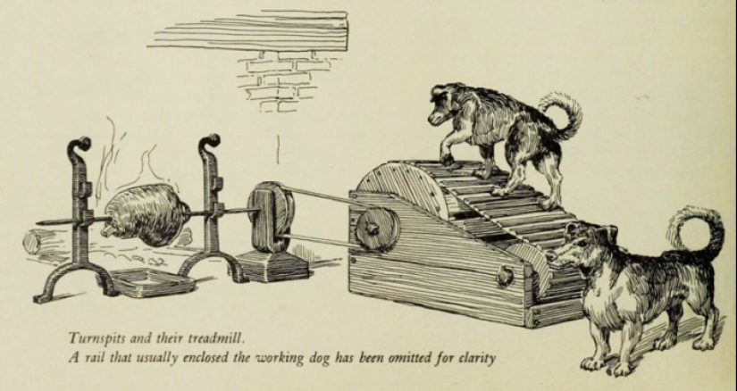 Rotisserie dogs are a mysterious kitchen breed that no longer exists.