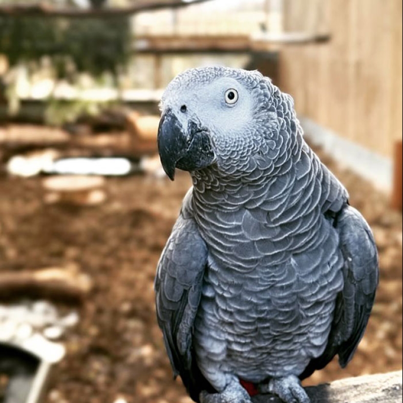 Rude Parrots That Can’t Stop Swearing Are In The Process Of Being Rehabilitated With New Flock