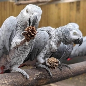 Rude Parrots That Can’t Stop Swearing Are In The Process Of Being Rehabilitated With New Flock