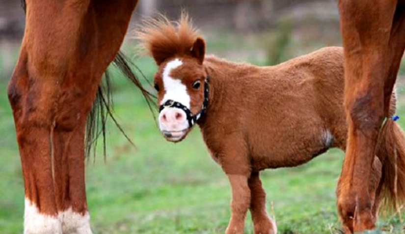 Saca a los niños de las pantallas: 30 mini caballos mímicos