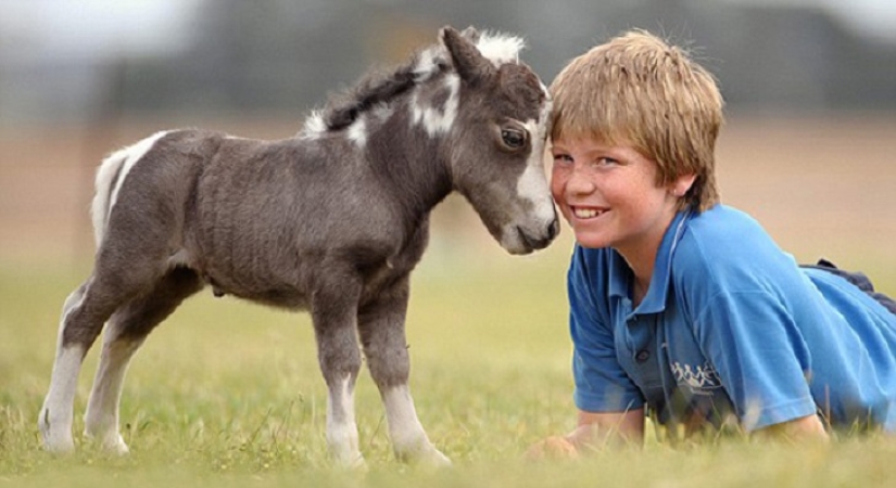 Saca a los niños de las pantallas: 30 mini caballos mímicos