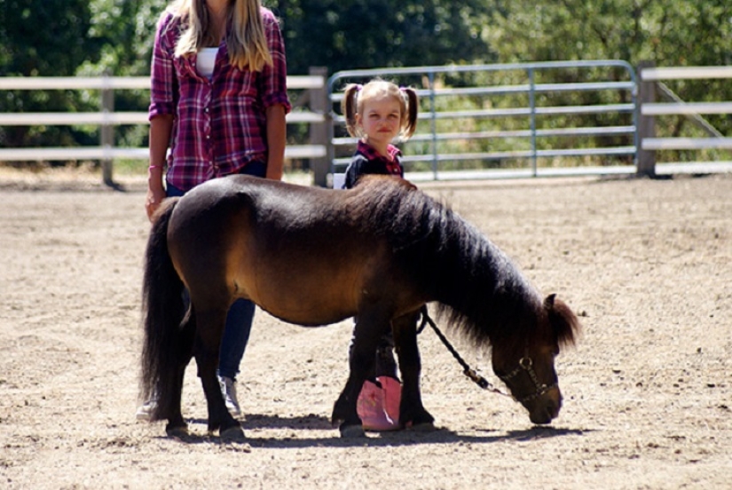 Saca a los niños de las pantallas: 30 mini caballos mímicos