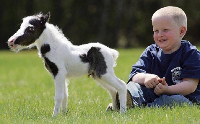 Saca a los niños de las pantallas: 30 mini caballos mímicos