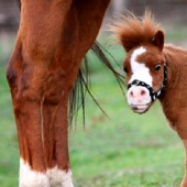 Saca a los niños de las pantallas: 30 mini caballos mímicos