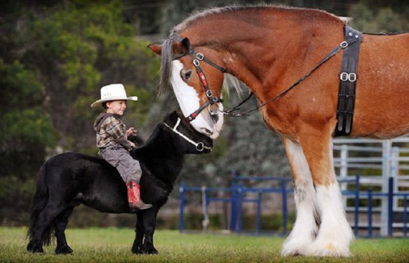 Saca a los niños de las pantallas: 30 mini caballos mímicos