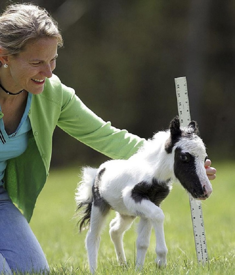 Saca a los niños de las pantallas: 30 mini caballos mímicos