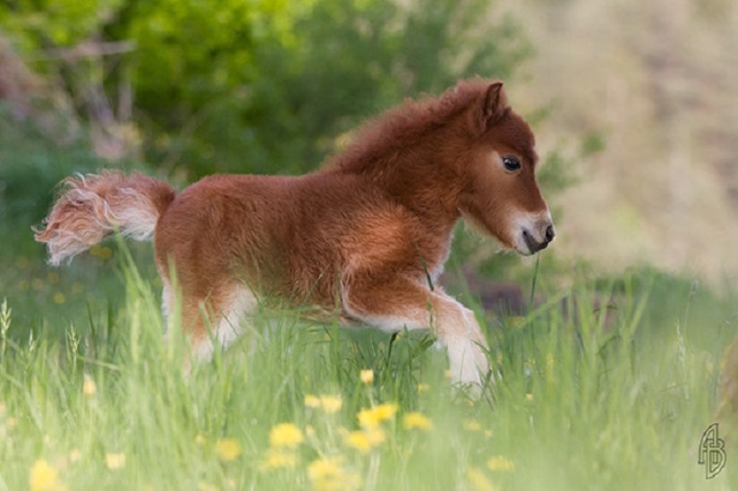 Saca a los niños de las pantallas: 30 mini caballos mímicos