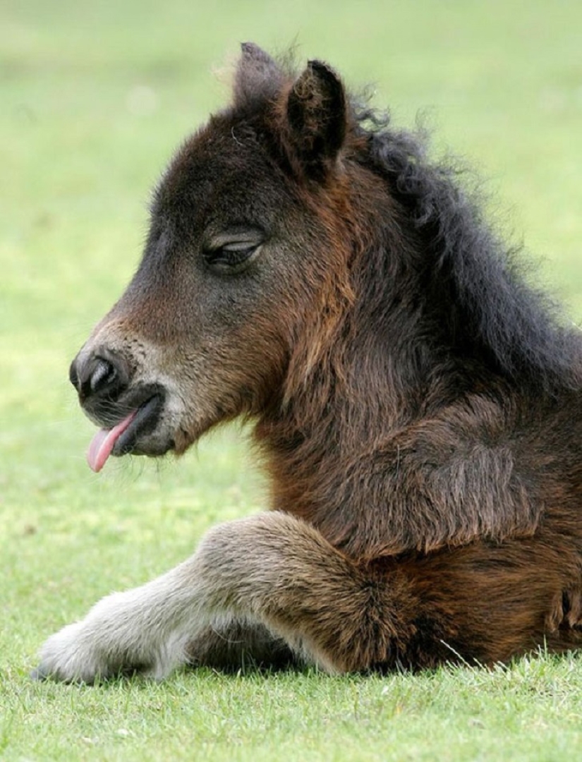 Saca a los niños de las pantallas: 30 mini caballos mímicos