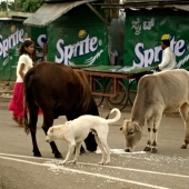 Sacred vagrants: How homeless cows have become a problem in India