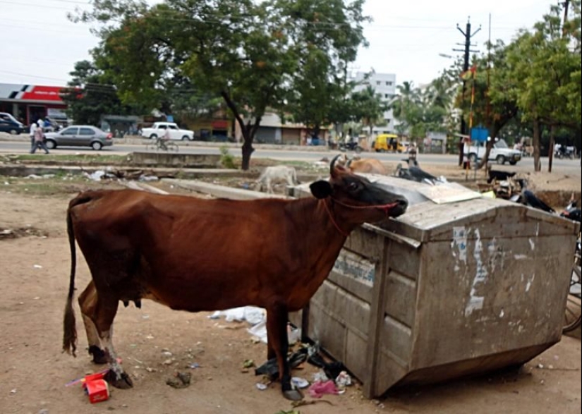 Sacred vagrants: How homeless cows have become a problem in India