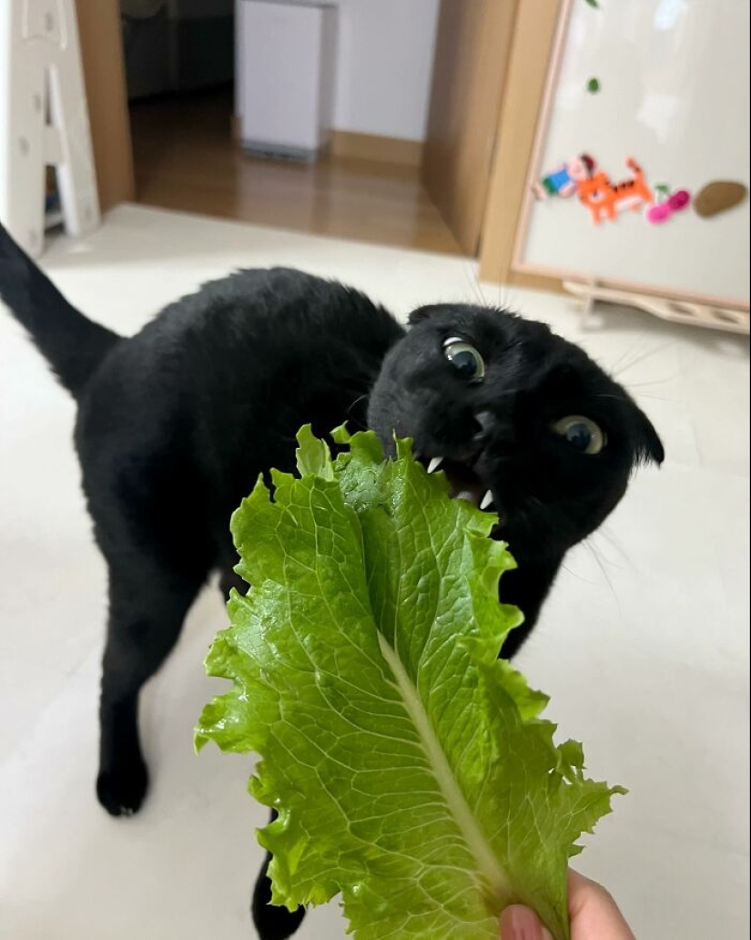 Saluda a MeonJi, la gata negra cuyas adorables fotos contagian alegría