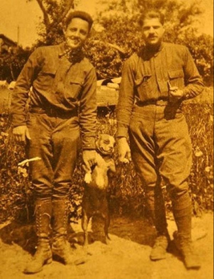 Sargento Stubby-perro heroico de la Primera Guerra Mundial