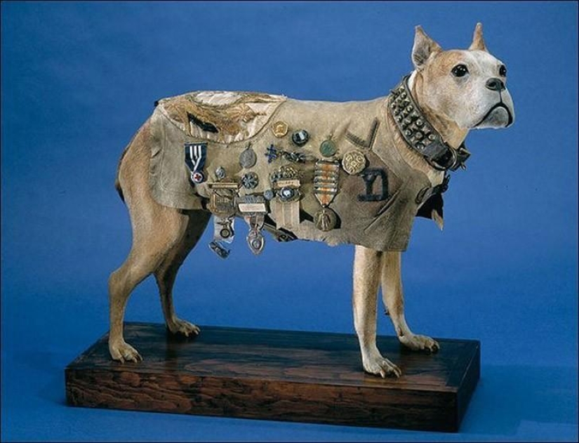 Sargento Stubby-perro heroico de la Primera Guerra Mundial