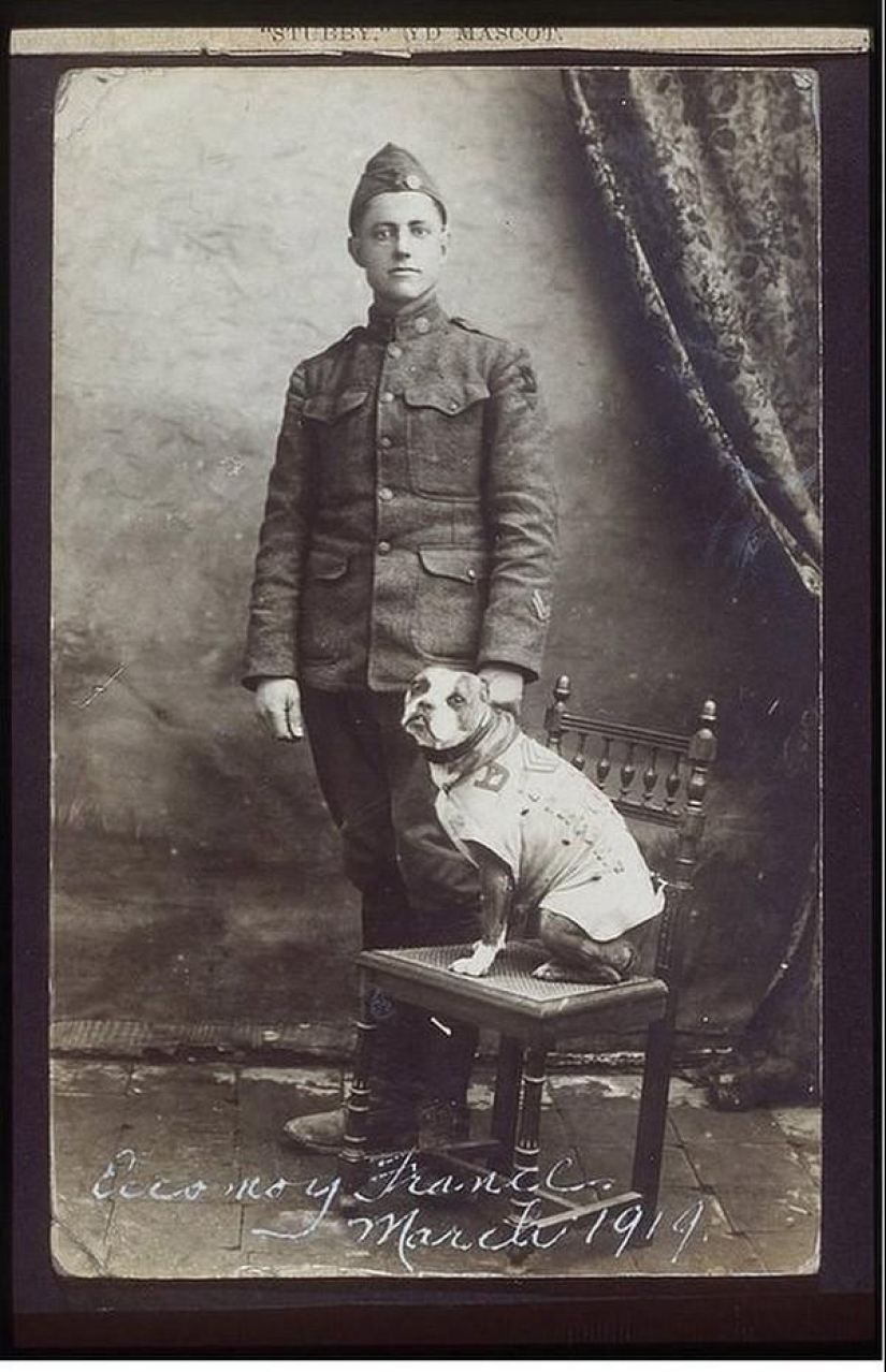 Sargento Stubby-perro heroico de la Primera Guerra Mundial