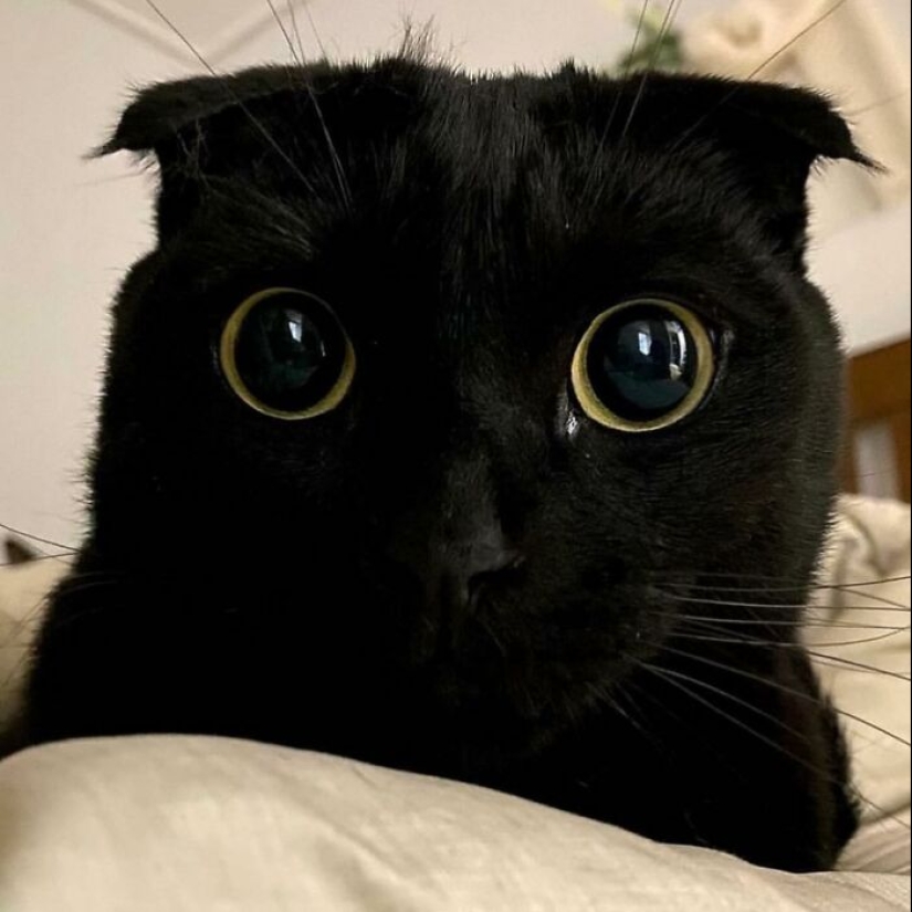 Say Hello To MeonJi, The Black Cat Whose Adorable Pics Are Spreading Joy