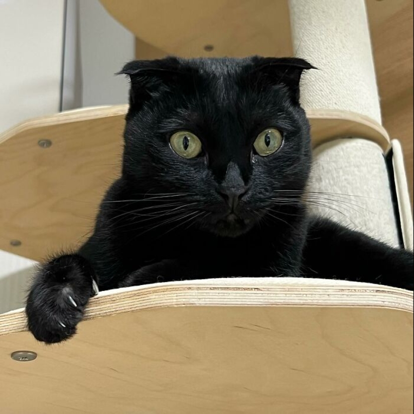 Say Hello To MeonJi, The Black Cat Whose Adorable Pics Are Spreading Joy