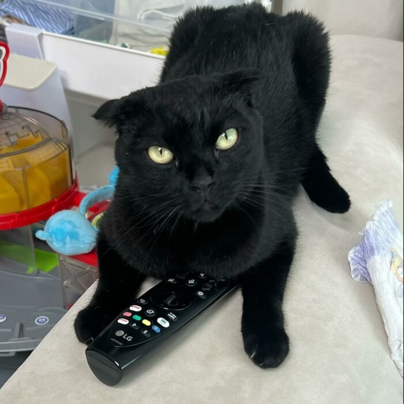 Say Hello To MeonJi, The Black Cat Whose Adorable Pics Are Spreading Joy