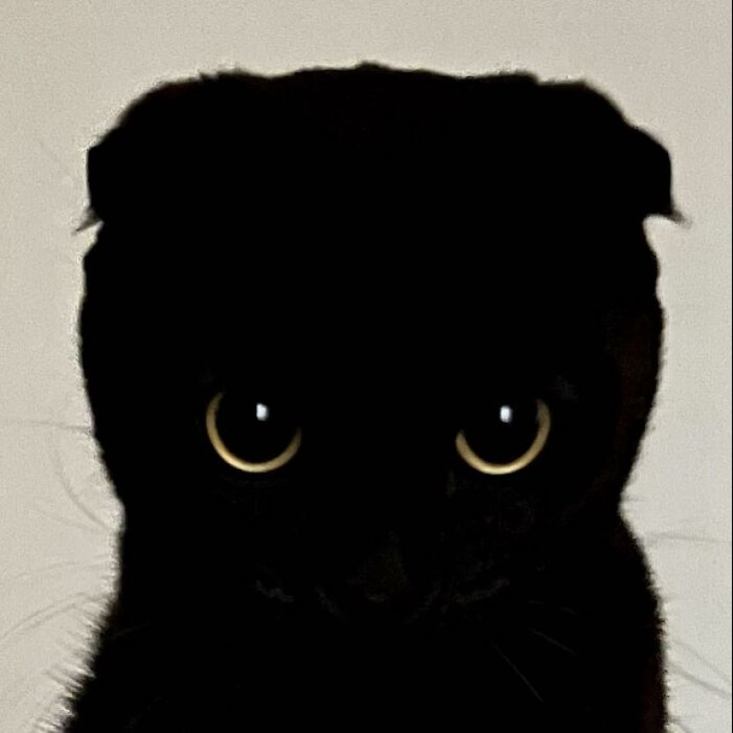 Say Hello To MeonJi, The Black Cat Whose Adorable Pics Are Spreading Joy