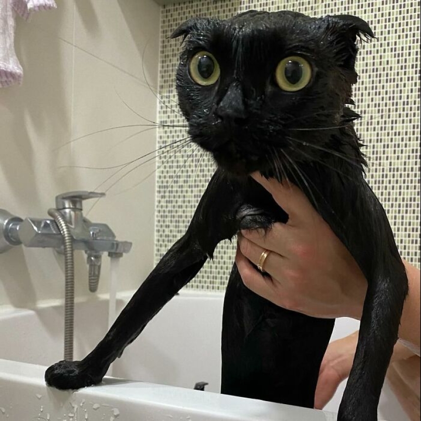 Say Hello To MeonJi, The Black Cat Whose Adorable Pics Are Spreading Joy