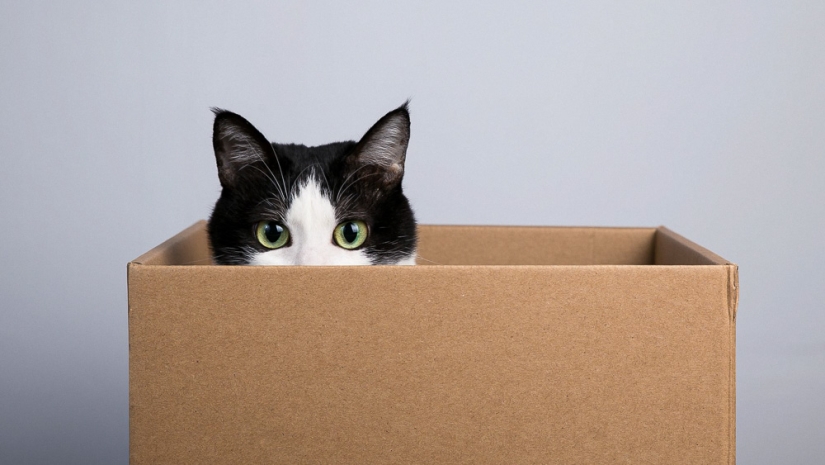 Scientists explain why cats like to sit in boxes and bags