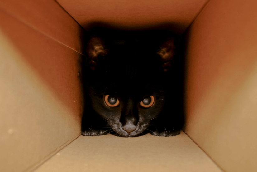 Scientists explain why cats like to sit in boxes and bags