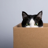 Scientists explain why cats like to sit in boxes and bags