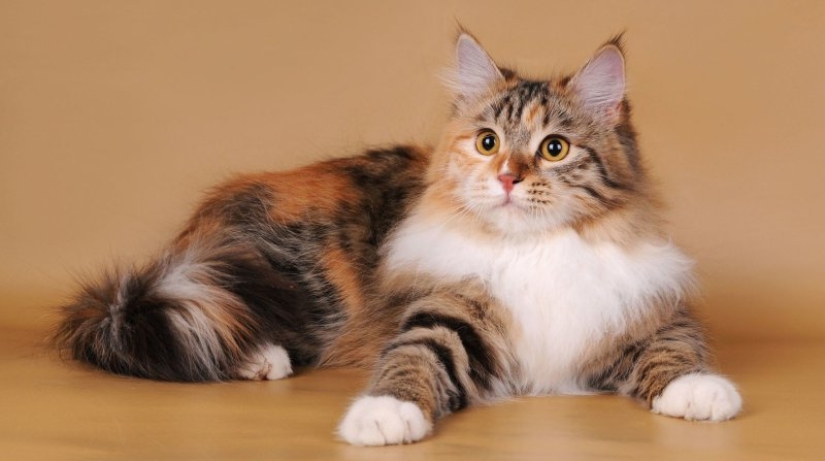 Scientists have debunked the popular myth about calico cats