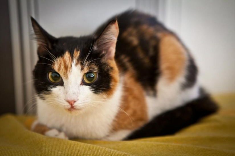 Scientists have debunked the popular myth about calico cats